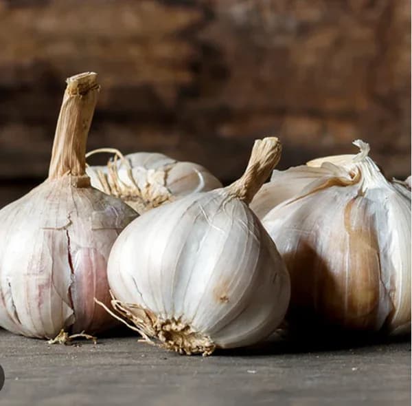 Garlic